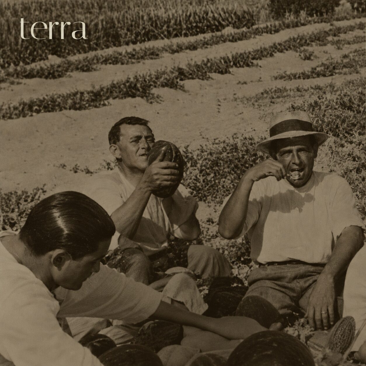 TERRA -  SONIC IDENTITY